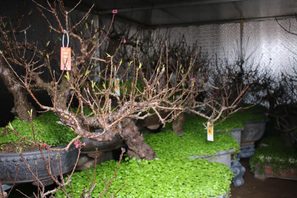 Đào được mùa, người dân Nhật Tân phấn khởi 